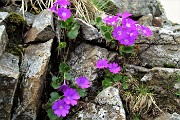 59 Primula irsuta (Primula Hirsuta) alla Bocchetta Triomen